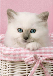 PUZZLE 500 PIEZAS CLEMENTONI 30391 SWEET EYES