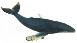 88347 COLLECTA BALLENA JOROBADA