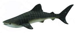 88453 COLLECTA TIBURON BALLENA