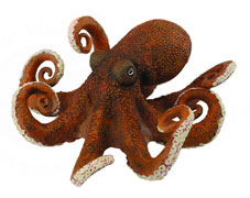 88485 COLLECTA PULPO