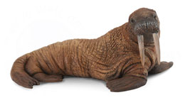 88569 COLLECTA MORSA