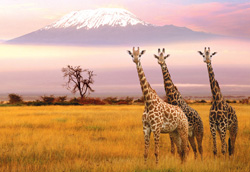 PUZZLE EDUCA 13415 PARQUE NACIONAL AMBOSELI