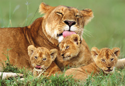 PUZZLE EDUCA 14111 LEONA Y SUS CACHORROS