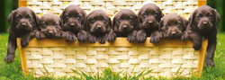 PUZZLE EDUCA 14130 PERRITOS