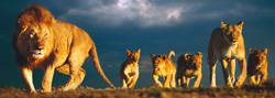 PUZZLE EDUCA 14131 FAMILIA DE LEONES