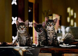 PUZZLE HEYE 29018 whiskas