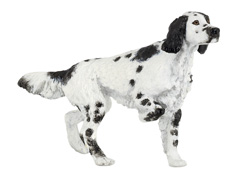 PERRO SETTER INGLES PAPO
