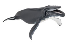 BALLENA JOROBADA PAPO
