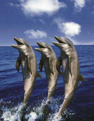 PUZZLE SCHMIDT 57259 DELFINES
